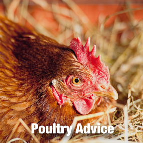 Poultry Advice
